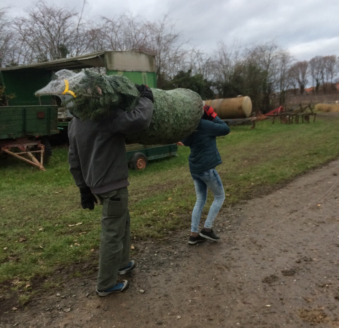 Weihnachtsbaum kaufen