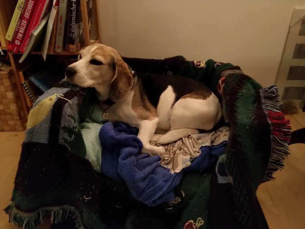 Hundesofa mit Beagle