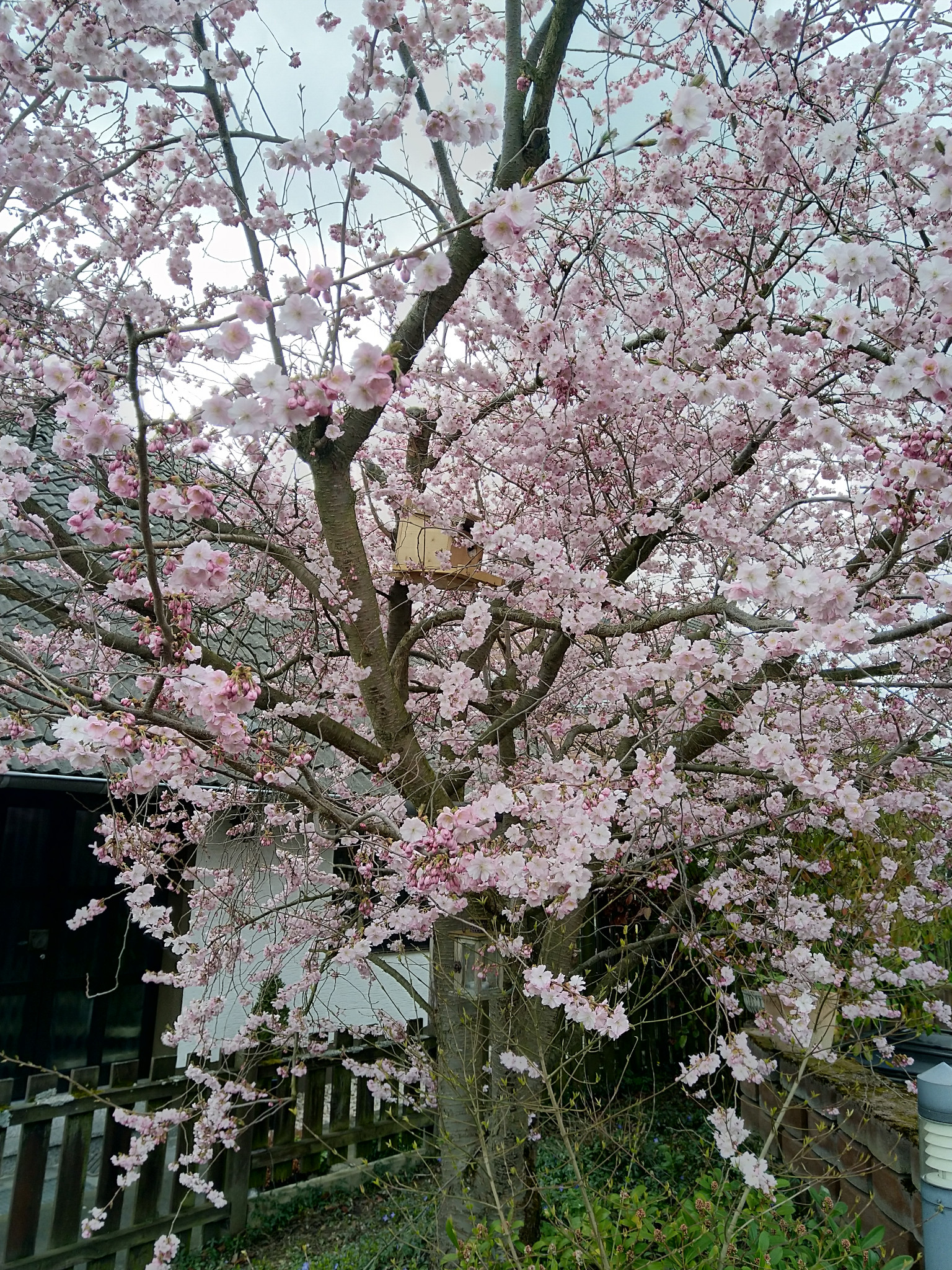 Eichhörnchenkobel in blühende Wildkirsche