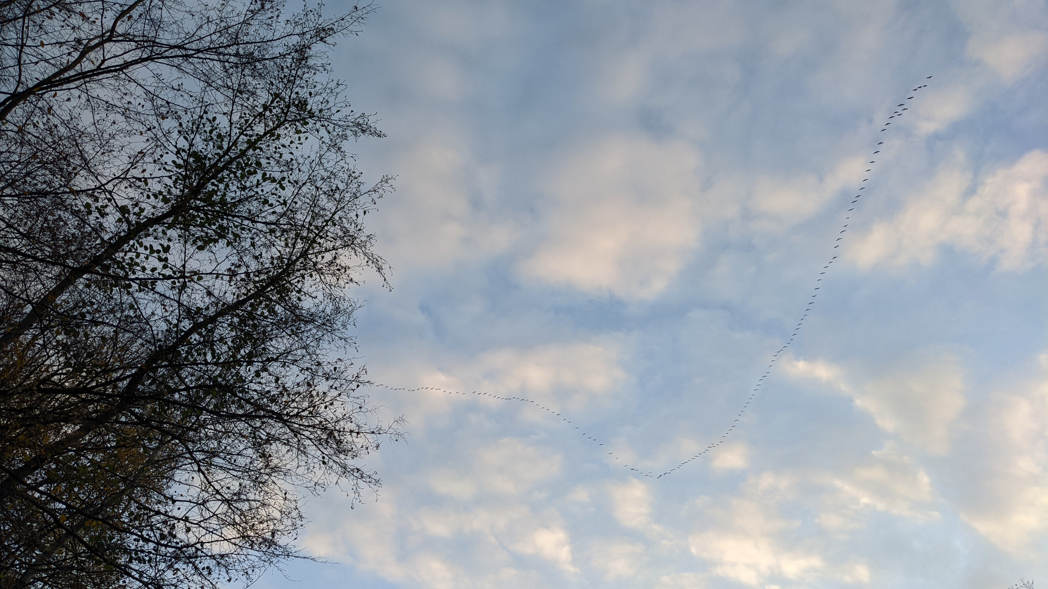 Kraniche auf dem Weg in den Süden