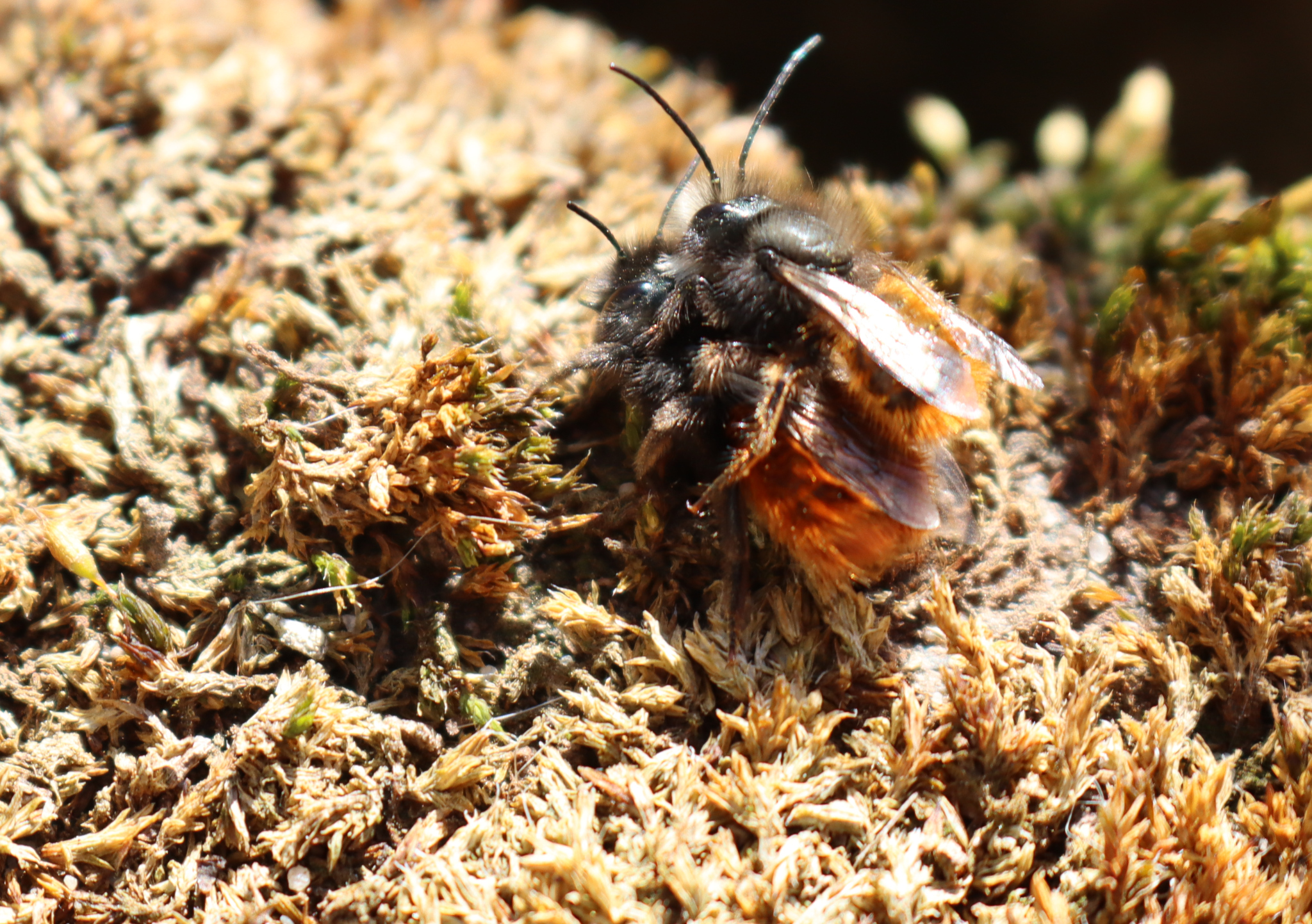 Wildbienen bei der Paarung