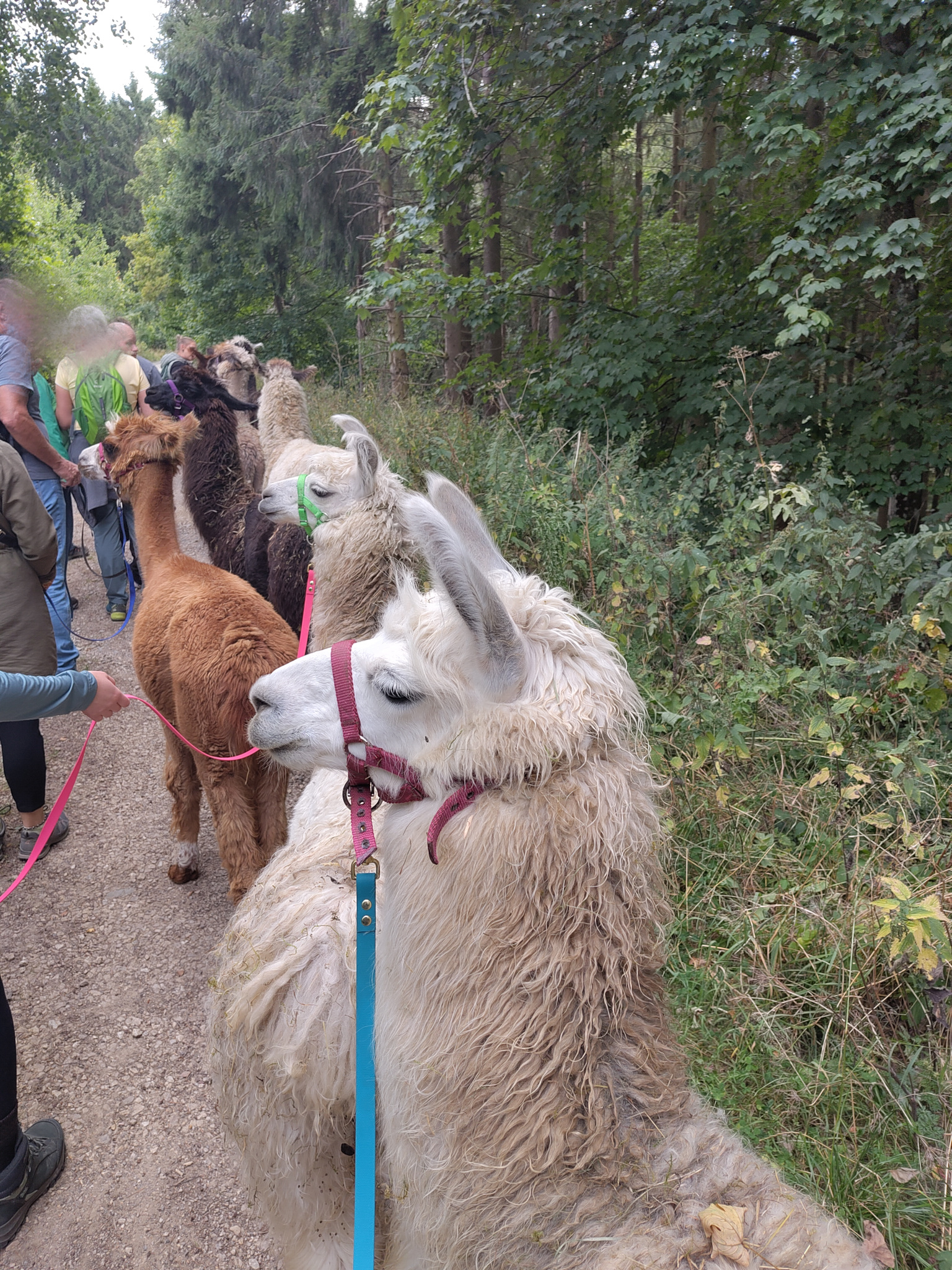 Menschen und Lamas auf einem Waldweg