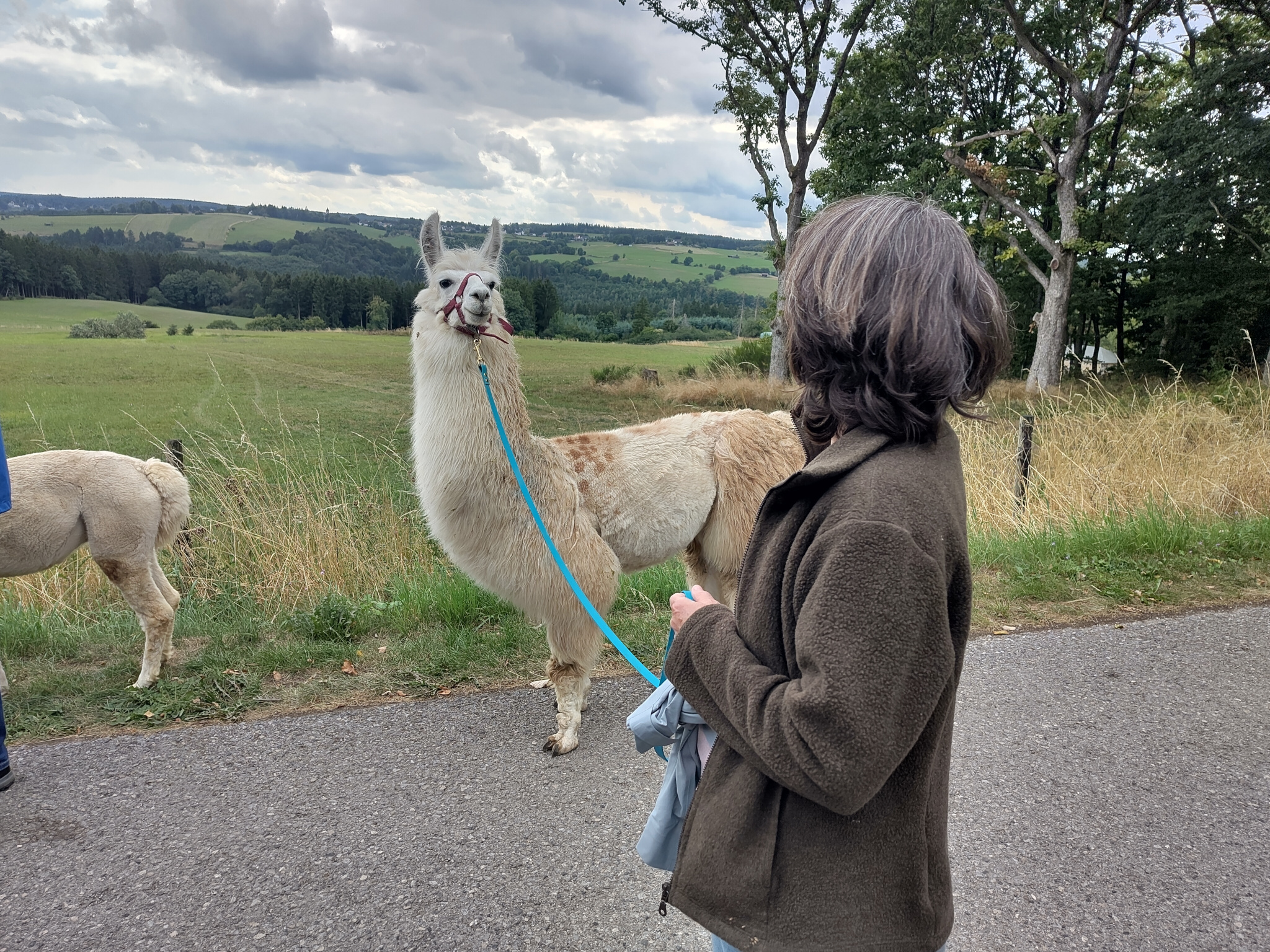 Ein Lama erklärt dem Menschen das man nicht gehen möchte