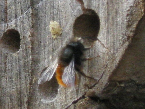 201003-bienenwand-2.jpg