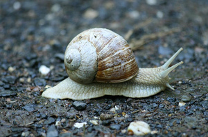 201009-schnecke.jpg