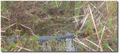 201102-airboat-2.JPG