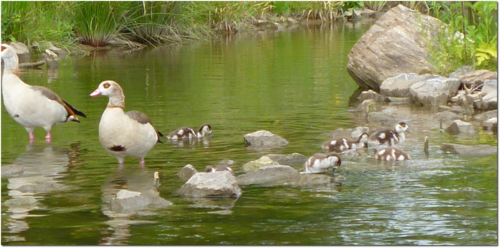 201105-enten.png