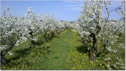 201204-Kirschblüten.jpg