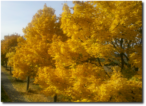 201210-goldener-herbst.png