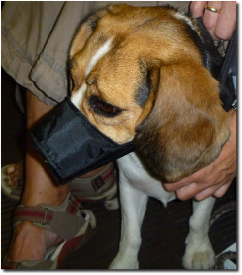 201308-kampf-beagle.png