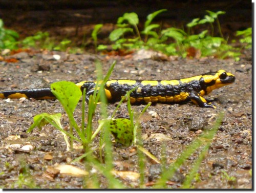 201308-salamander-2