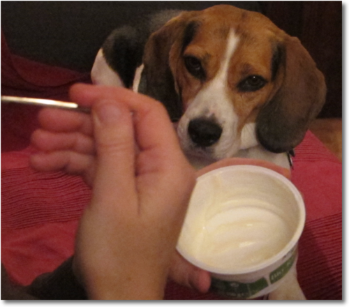 201312-tamika-Joghurt.png