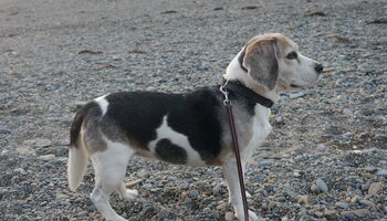 Beagle Tamika