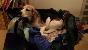 Hundesofa mit Beagle